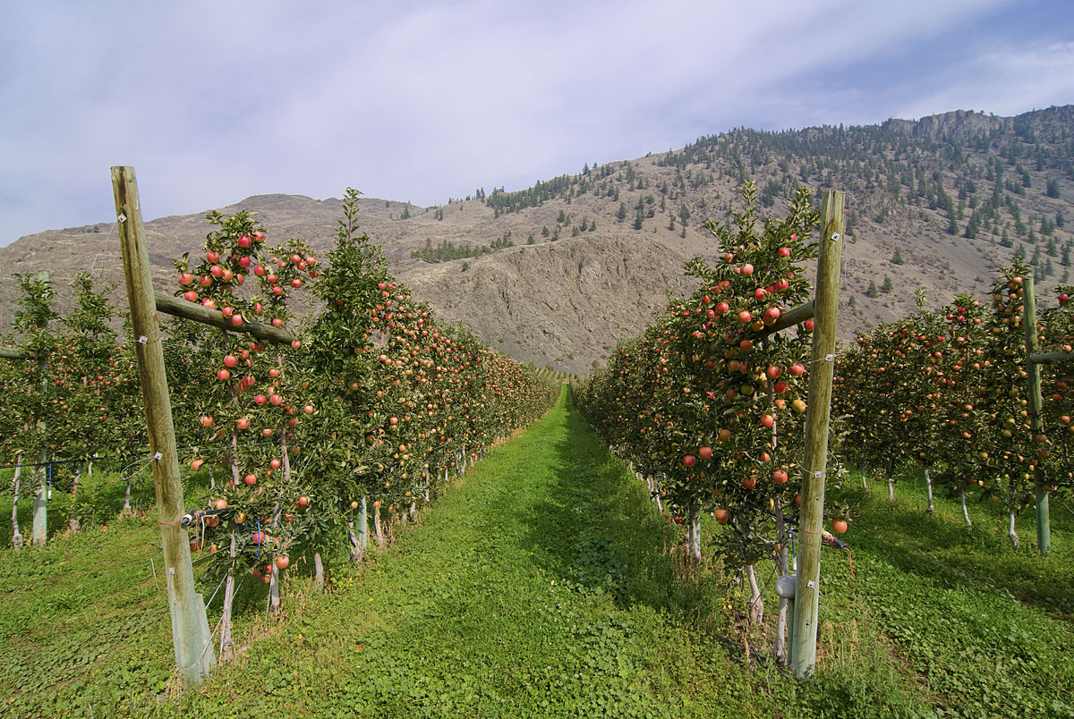 orchards-2.jpg