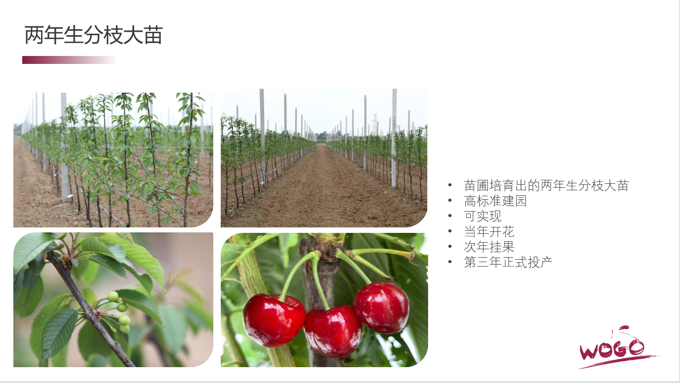 沃果种苗1.png