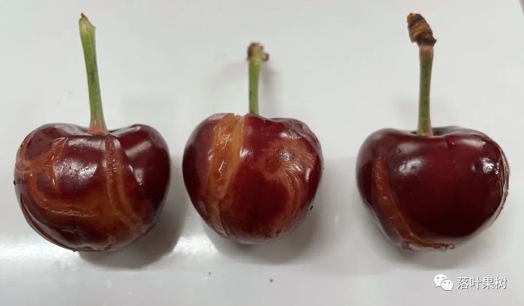 樱桃裂果1.jpg
