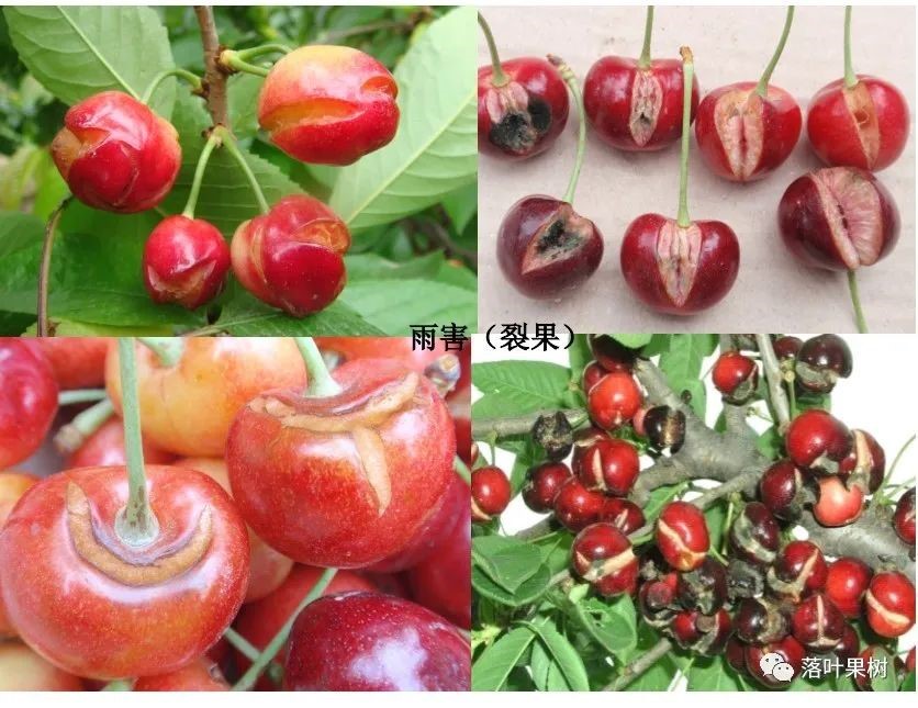 樱桃裂果4.jpg