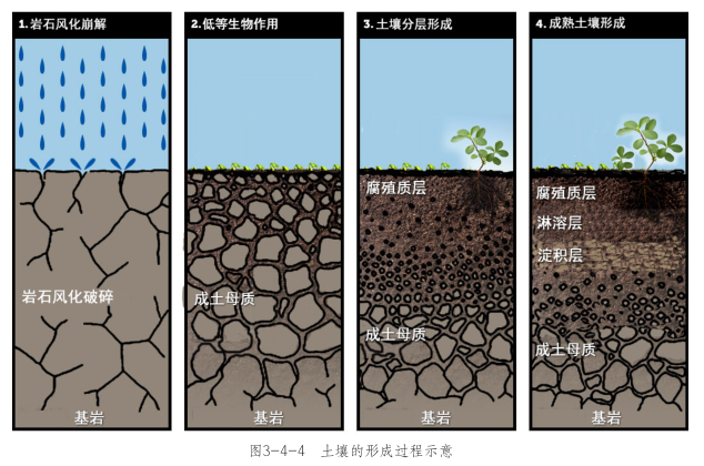 12土壤形成过程.png
