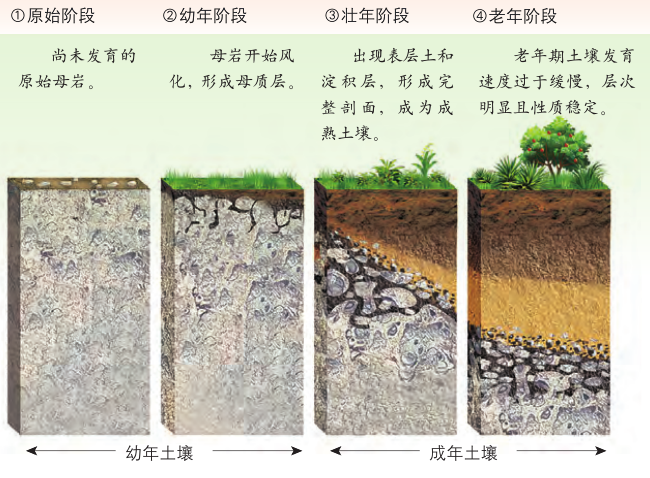 13土壤形成过程.png