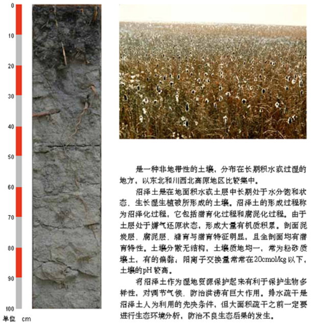 沼泽土.png