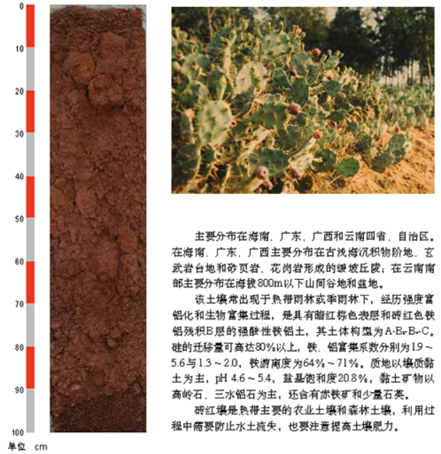 砖红壤1.png