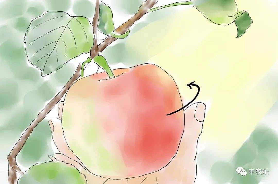 摘叶转果.jpg