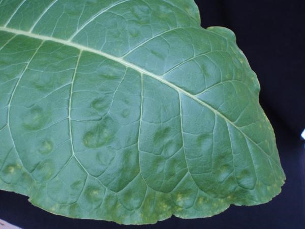 硼毒害 烟草1.jpg