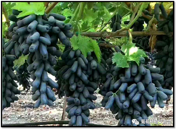 蓝宝石葡萄2.png
