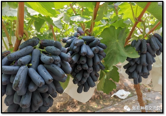 蓝宝石葡萄1.png