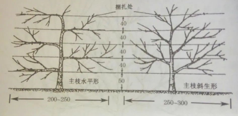 图6篱壁形.jpg