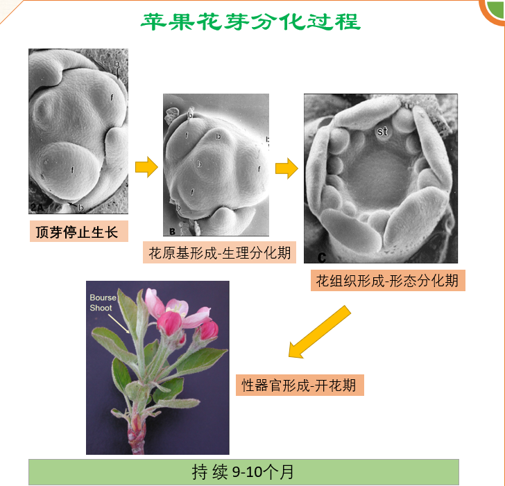 苹果花芽分化.png