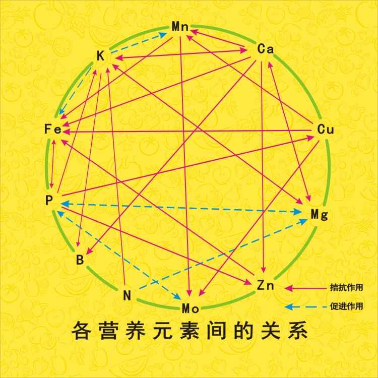 营养元素间的关系图.jpg