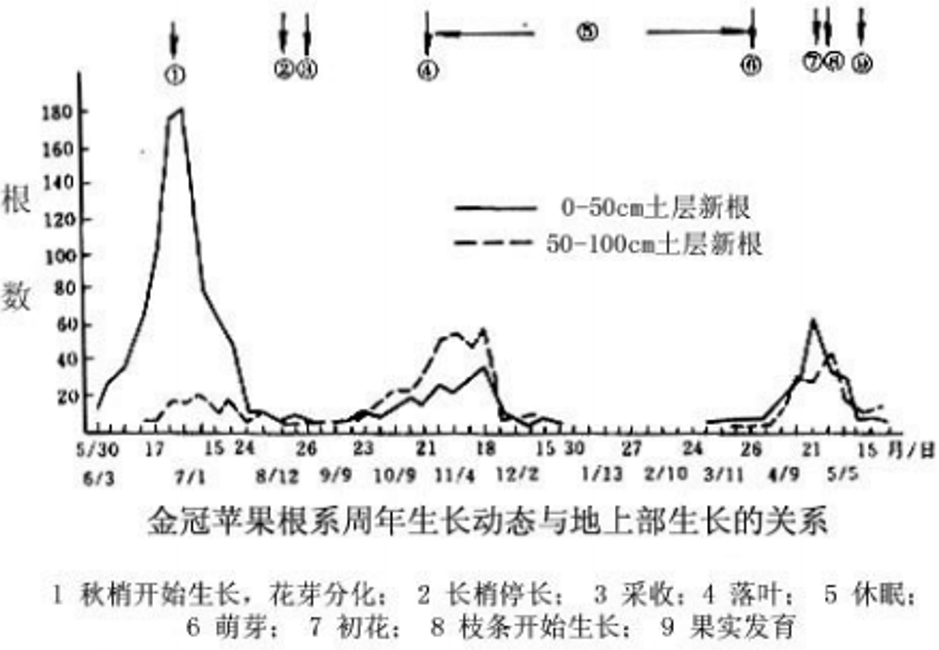 金冠苹果根系.png