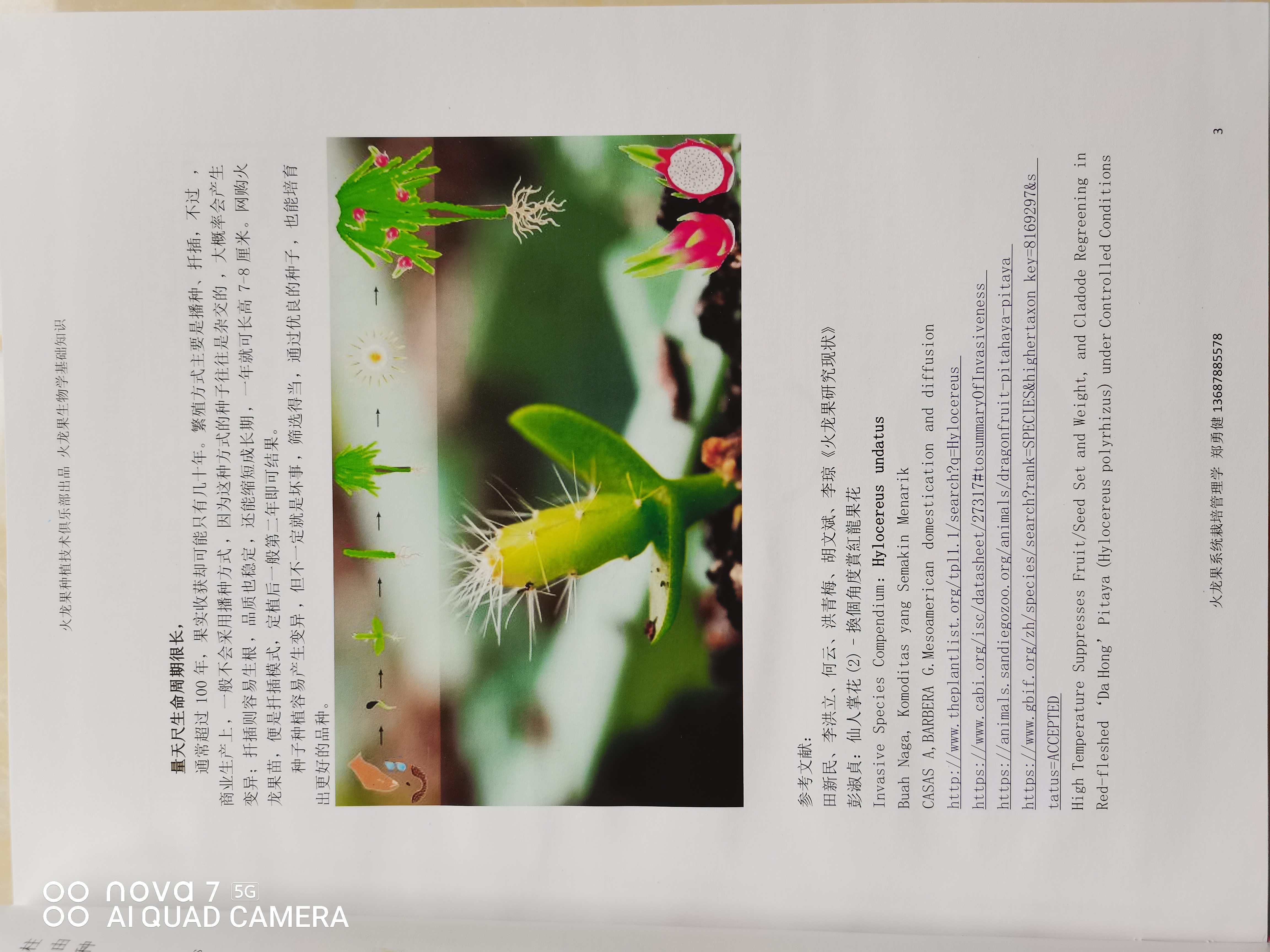 火龙果11.jpg
