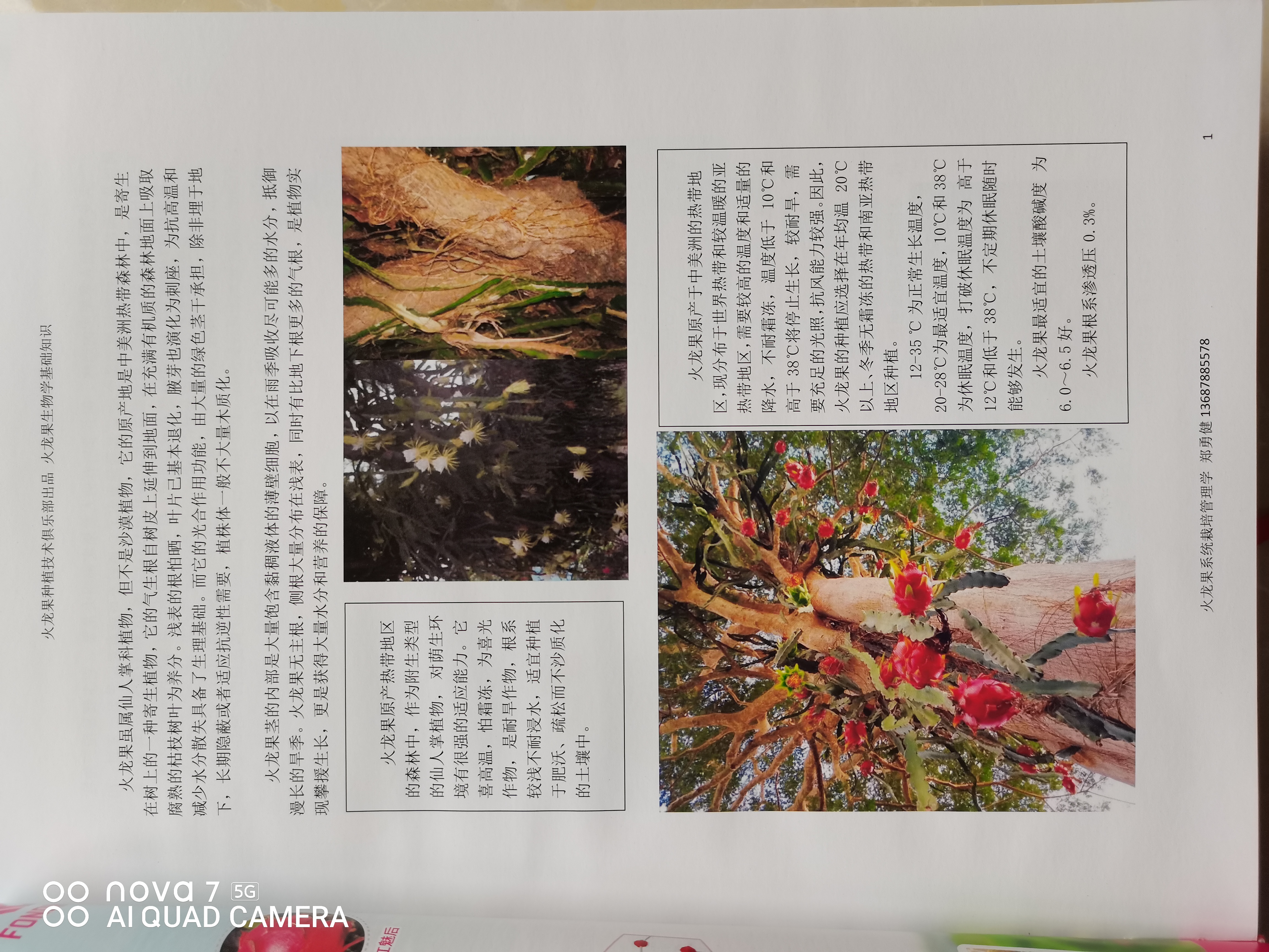 火龙果9.jpg