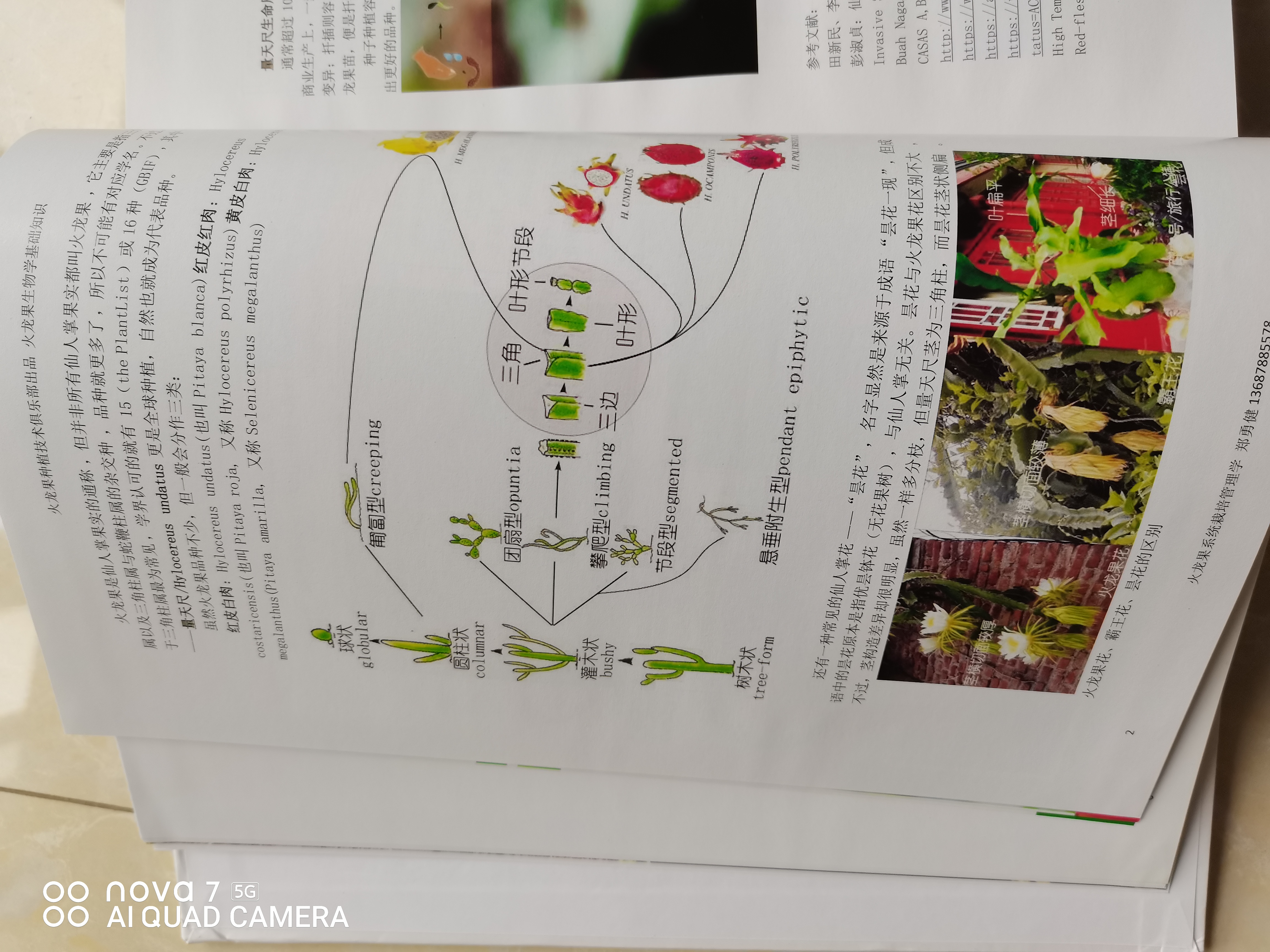 火龙果10.jpg