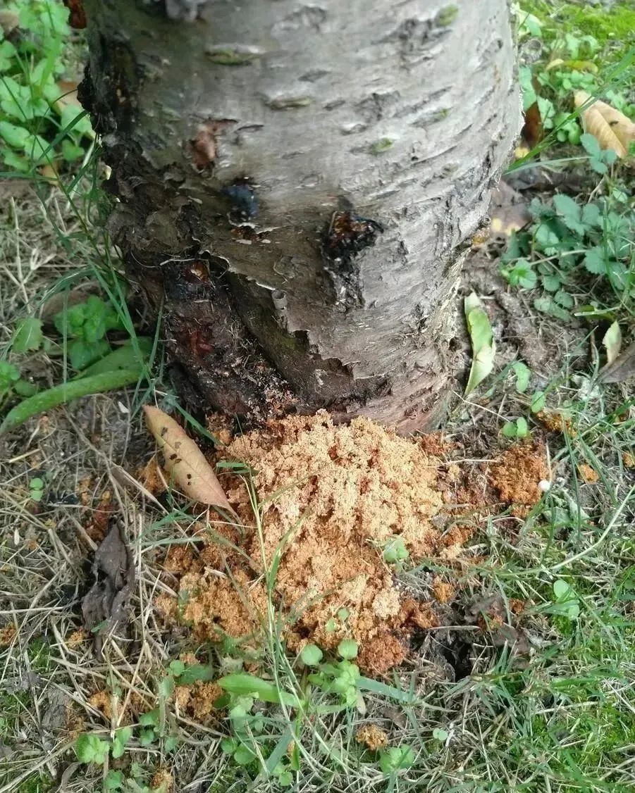 钻心虫3.jpg