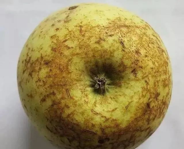苹果裂果.jpg