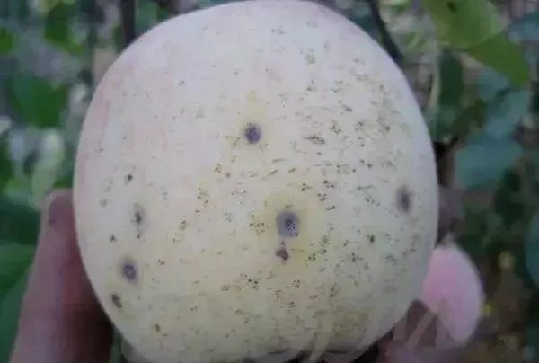 黑点病.jpg