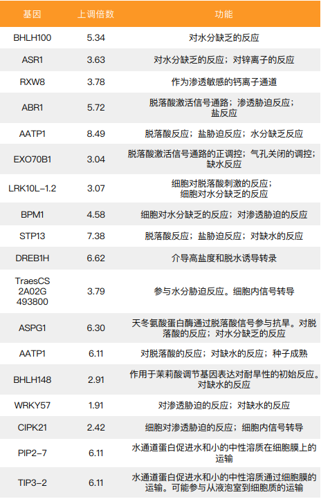 改性腐植酸对小麦抗旱相关基因的刺激.png