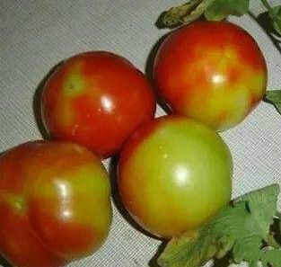 番茄花脸2.jpg