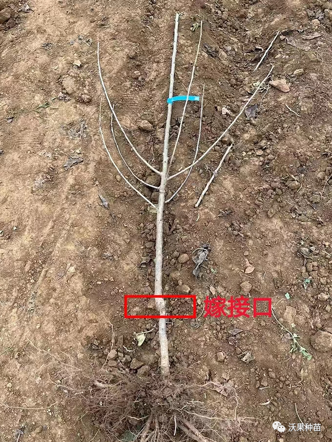 沃果5.png