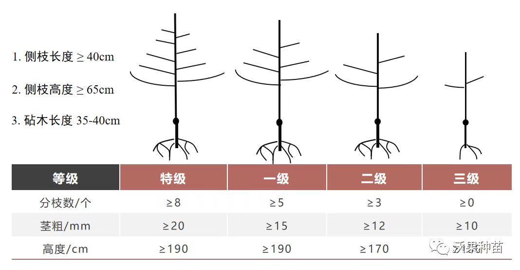 沃果种苗.jpg