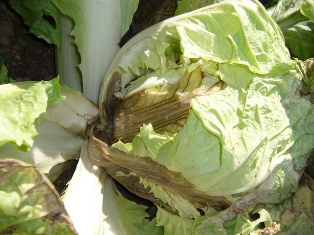 大白菜软腐病.jpg