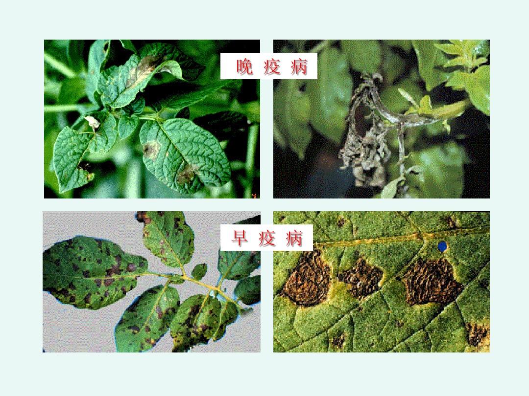 马铃薯早疫病和晚疫病.jpg