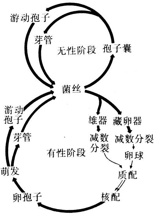 大豆疫霉菌1.jpg