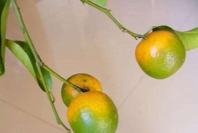 柑橘黄龙病2.jpg